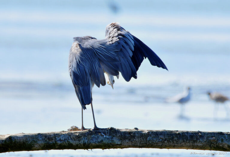 Airone Cenerino - Corsi di fotografia naturalistica con Lorenzo Zanella