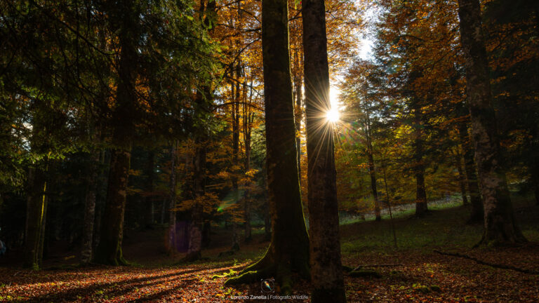 Foliage nel Cansiglio in autunno