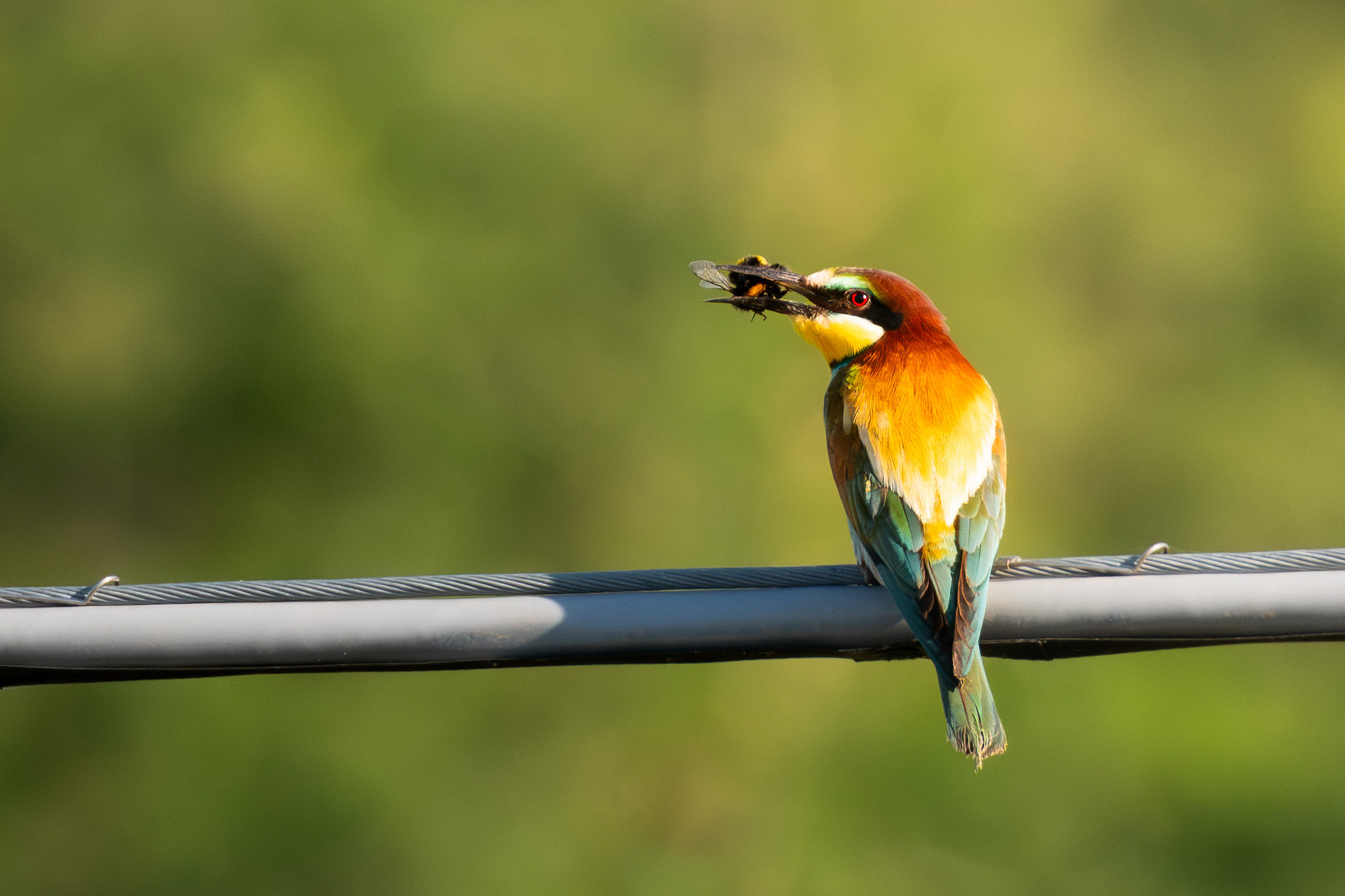 Fauna selvatica fotografata da Lorenzo Zanella